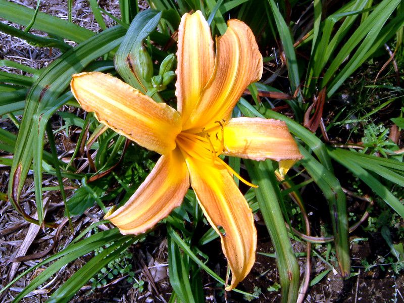�w�����J���X(hemerocallis)